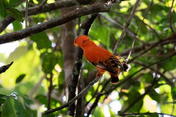 Male of Andean Cock-of-the-rock (Rupicola peruvianus) lekking and dyplaing in front of females, typical mating behaviour, beautiful orange bird in its natural enviroment, amazonian rain forest, Brazi