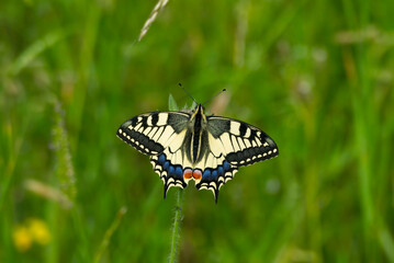 Old World Swallowtail or common yellow swallowtail (Papilio machaon) sitting on flower in Zurich, Switzerland