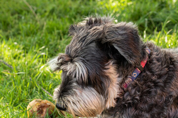 A large female schnauzer