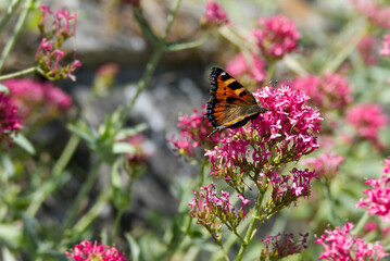 Small tortoiseshell butterfly (Aglais urticae) sitting on a pink flower in Zurich, Switzerland