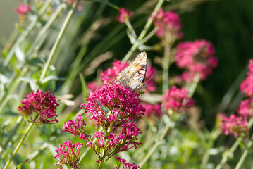 Painted Lady (Vanessa Cardui) Butterfly perched on pink flower in Zurich, Switzerland