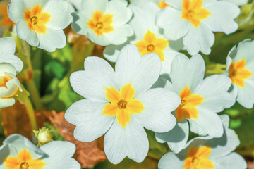 English primrose small white flowers growing in spring sunny garden closeup, top view