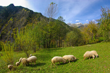 Obraz premium sheep in the mountains