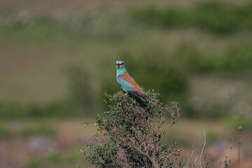 European Roller (Coracias garrulus) perched on a hawthorn tree