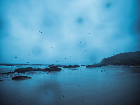 Seagulls flying over beach in raining day