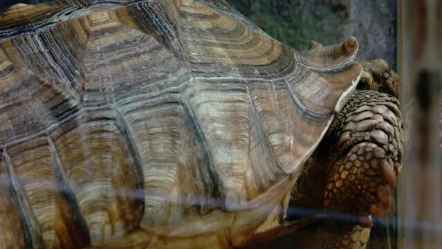 Beautiful turtle at the zoo close up. Reptile with a hard shell. Zoology concept.