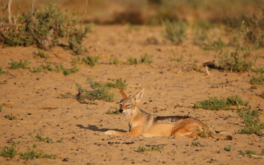 Black-backed Jackal in the Kgalagadi, South Africa 