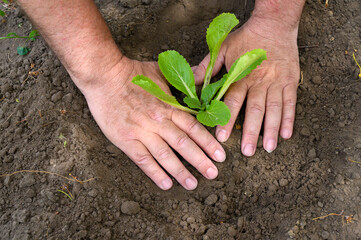 Spring planting of young plants
