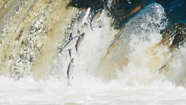 Flying fish in Kuldiga Waterfall on the rapids of Venta one of the main attractions not only of Kuldiga but of the whole Latvia This is the widest waterfall in Europe The fish jumps over the waterfall