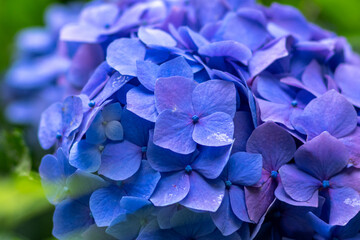 紫陽花と梅雨