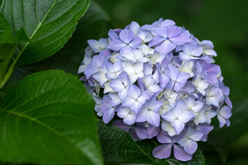 紫陽花と梅雨