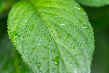 雨露の雫と葉っぱ