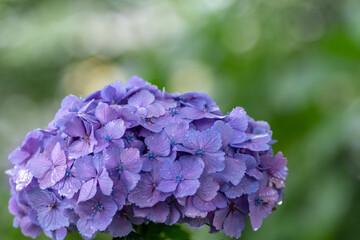 紫陽花と梅雨