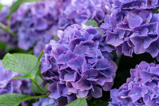 自然植物梅雨水滴images Browse 6 374 Stock Photos Vectors And Video Adobe Stock