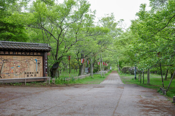 新緑の木々と公園の道