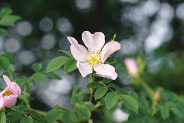 Blüte einer Hundsrose oder Hagebutte, Rosa canina mit schönem weichem Hintergrund