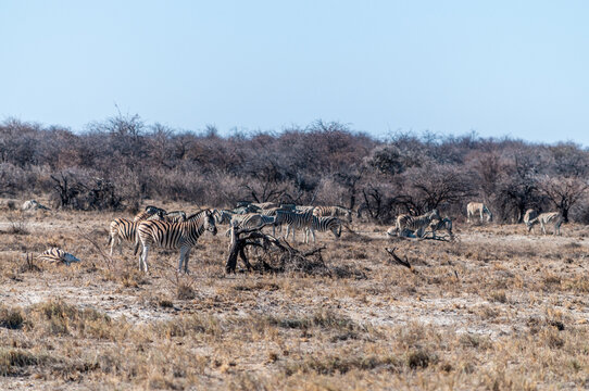 A group of Burchell's Plains zebra -Equus quagga burchelli- standing close a waterhole on the plains of Etosha National Park, Namibia.