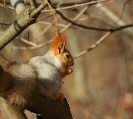 squirrel on a branch