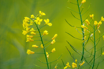 yellow canola flowers in a field