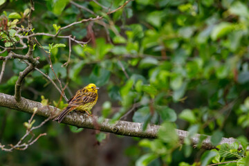 A yellowhammer in a hedge