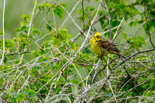 A yellowhammer in a hedge