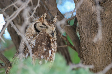 Spotted Eagle Owl in the Kgalagadi, South Africa