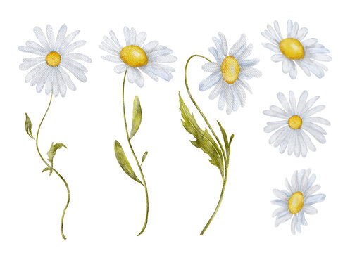 Watercolor chamomile flowers hand drawn illustration