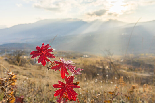 Red leaves and rays of the sun on a mountain valley