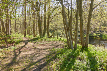 Panoramic view of the evergreen forest. Sunlight through the trees. Spring, early summer. Environmental conservation, ecology, pure nature, eco tourism. Idyllic landscape - 508640008