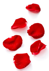 Closeup of rose petals on white background
