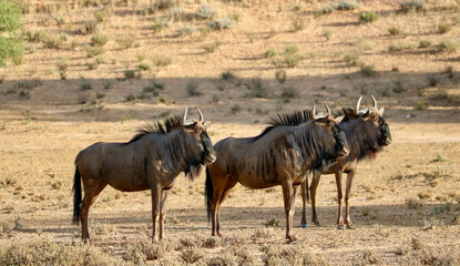 Obraz na płótnie Canvas Blue Wildebeest or Brindled Gnu, Kgalagadi, South Africa