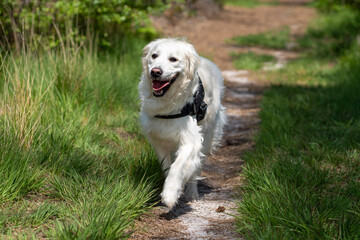american golden retriever 