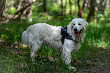 Golden Retriever dog