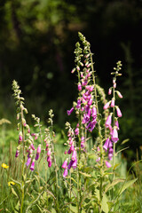 flowers in the field