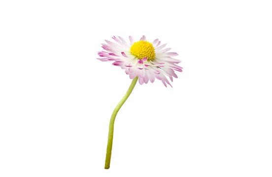 side view of a single flower of medicinal chamomile on a yellow background. High quality photo