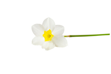 Fresh white narcissus isolated on white background. Close-up of white daffodil in bloom. High quality photo