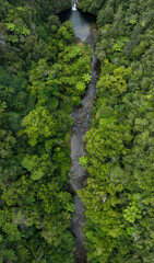 Aerial view of a stream in the rainforest