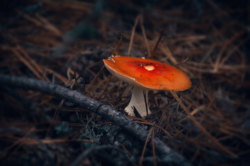 red mushroom russula