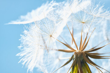 Fluffy salsify seed closeup and blue sky