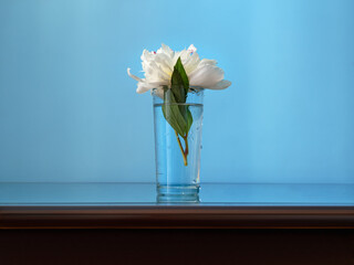 White peony flower in a glass beaker with water on the table. The concept of elegance and minimalism. Blue background. Horizontally. Place for text, copy space.