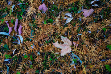 autumn natural coniferous background