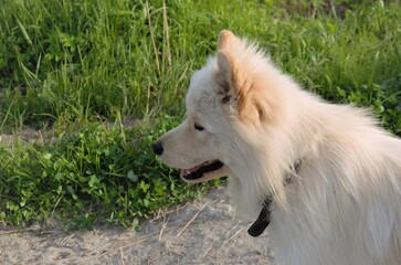 Obraz premium white big dog on a walk in nature, walking pets