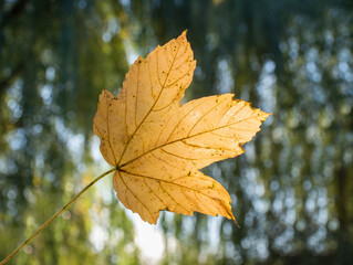 autumn yellow leaf