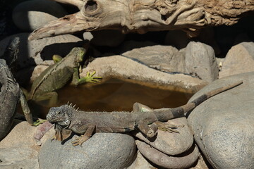 Green iguana also known as the American iguana is a lizard reptile in the genus Iguana in the iguana family