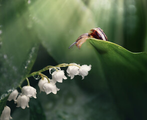 macro life in nature