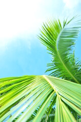 青空と椰子の木とリゾートと