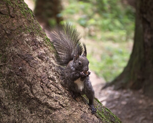 black squirrel gnaws a nut