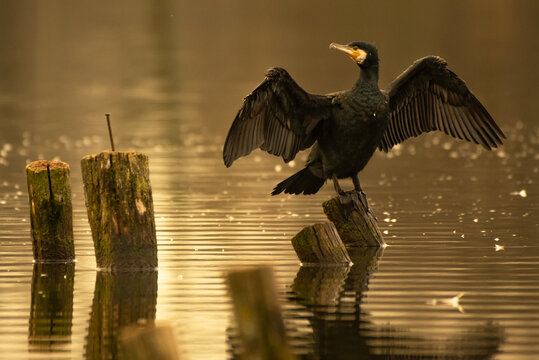 Great cormorant on a branch, Phalacrocorax carbo
