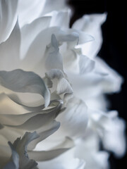 Close-up macro shot of translucent white peony petals. Black background. Spring background concept. Texture of white peony petals. Vertical