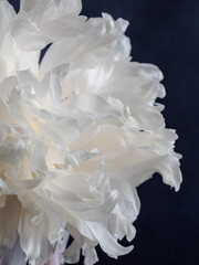 Close-up macro shot of white peony petals. Blue background. Spring background concept. The concept of lightness and airiness. Wallpaper and design. vertically